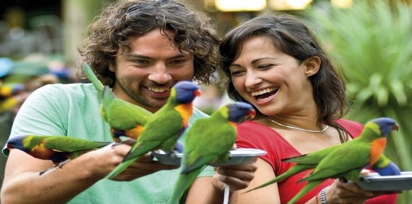 Currumbin-Bird-Sanctuary (1)