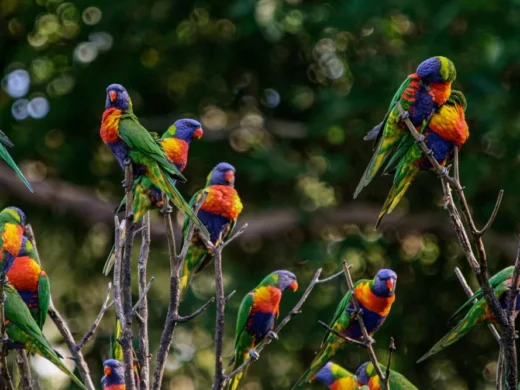 Currumbin-Bird-Sanctuary