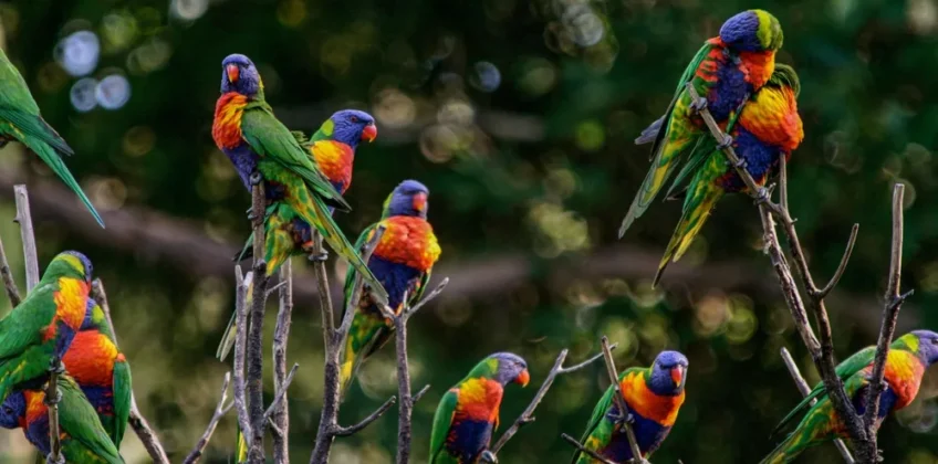 Currumbin-Bird-Sanctuary