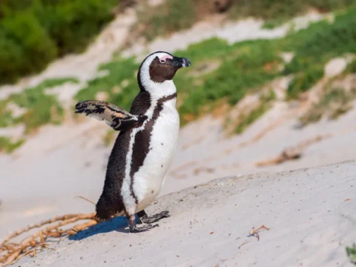 Penguin-Parade,-Philip-Island