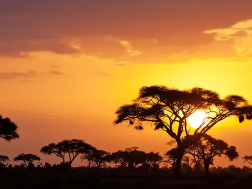 Typical-african-sunset-with-acacia-trees-in-Masai-Mara_-Kenya