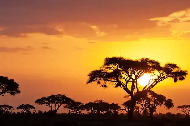 Typical-african-sunset-with-acacia-trees-in-Masai-Mara_-Kenya