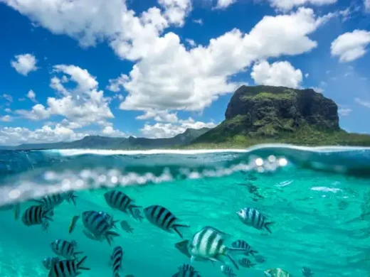 Underwater_Marine_Life