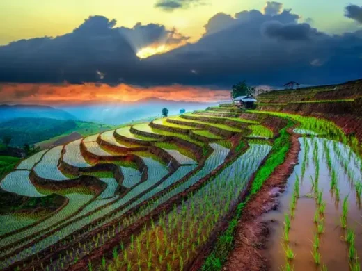 Vietnam_Rice_fields_on_terrace