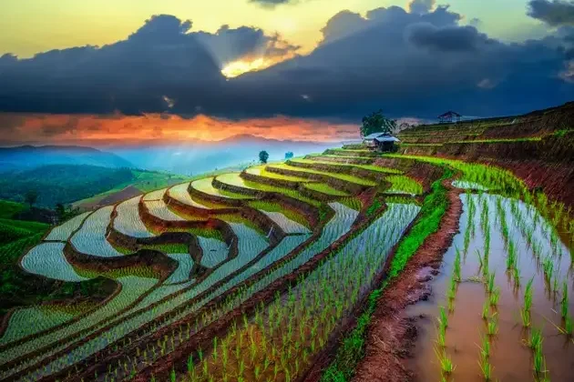 Vietnam_Rice_fields_on_terrace