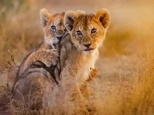 lion-cubs-playing-Kenya