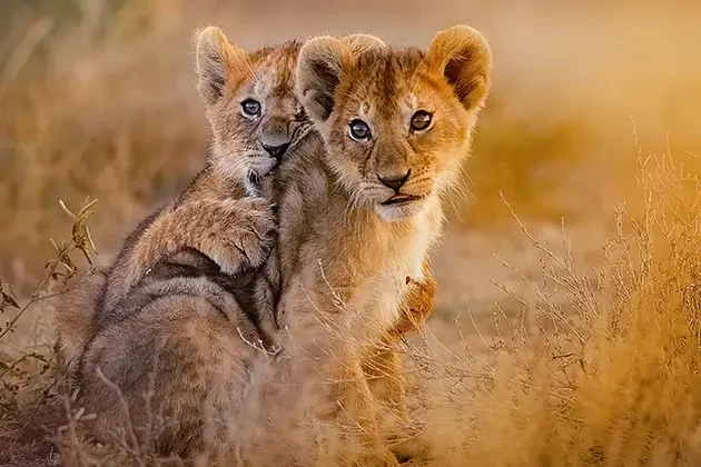 lion-cubs-playing-Kenya