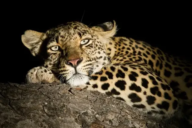 night_safari_3