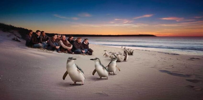 penguin-parade1