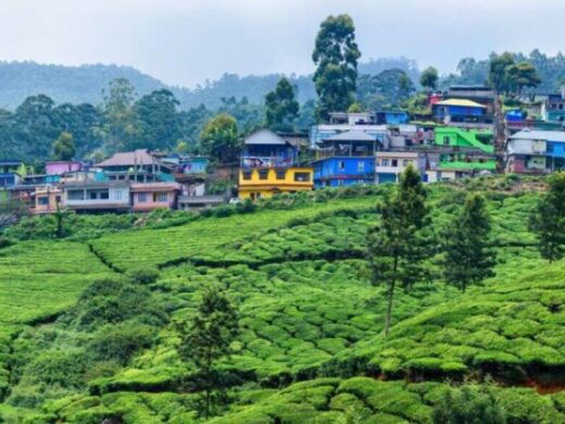 jpeg-optimizer_munnar-hill-station